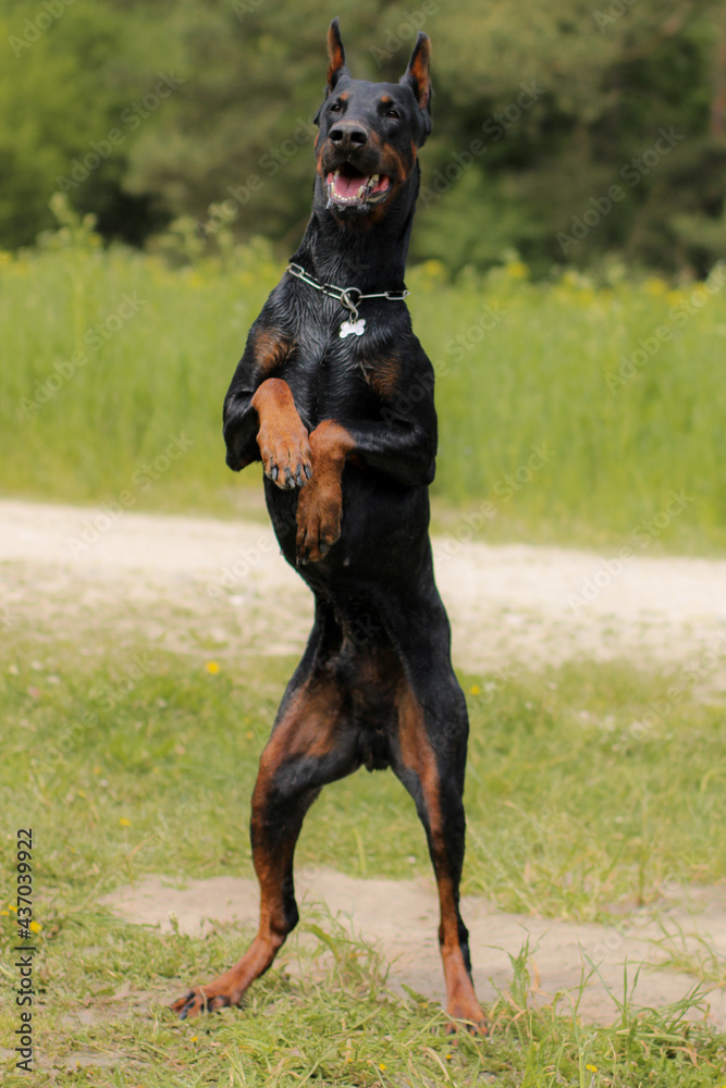 Beautiful cropped black doberman dog is standing on hind legs Beautiful cropped black doberman dog is standing on hind legs
