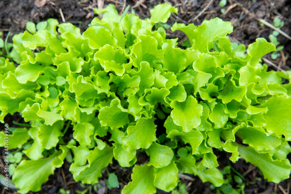 Arugula on the bed. The first vegetables in the garden in early spring. Eco cultivation of radishes on raised beds without the use of fertilizers. Arugula sprouts on fertile soil. Arugula on the bed. The first vegetables in the garden in early spring. Eco cultivation of radishes on raised beds without the use of fertilizers. Arugula sprouts on fertile soil.