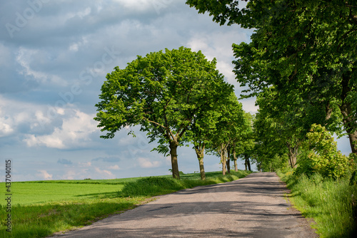 Tree trunk against the backdrop of a farmland landscape and the sky with clouds in the sun 