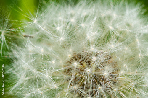 White fluffy round dandelion flower close up. Macro Photo