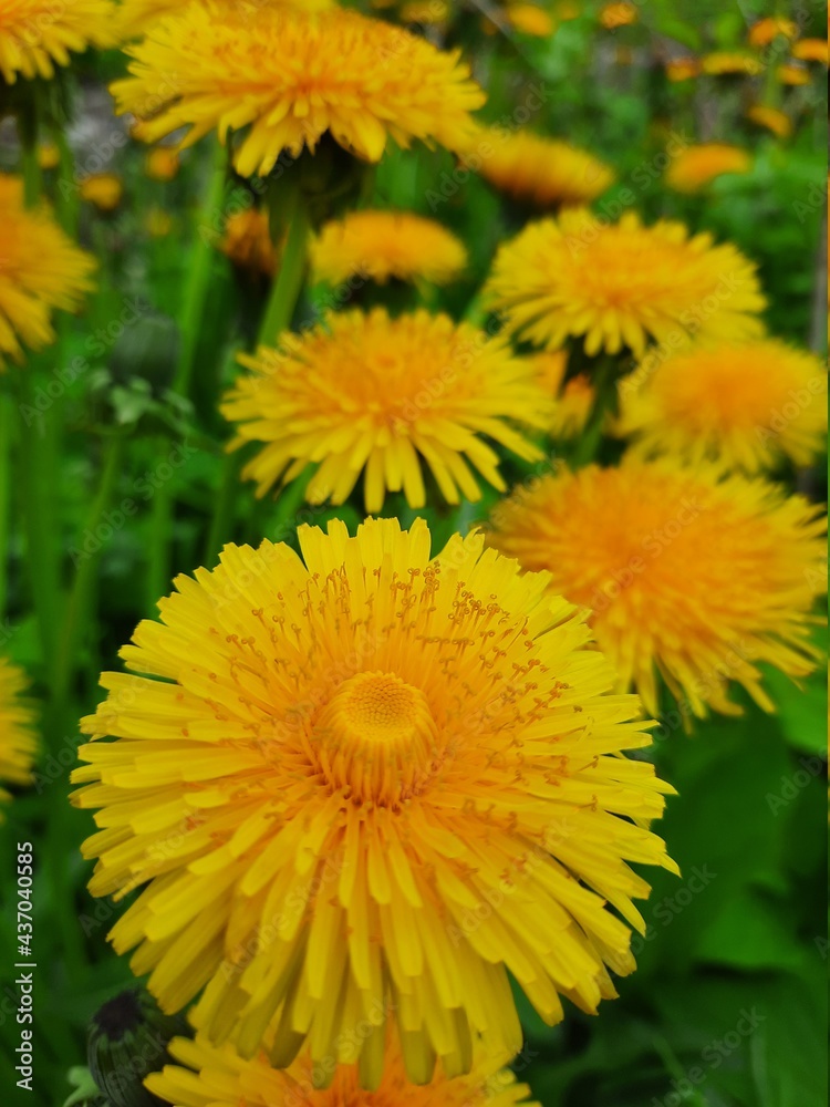 yellow dandelion flower yellow dandelion flower
