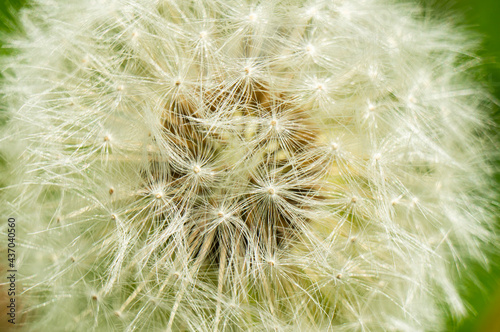 White fluffy round dandelion flower close up. Macro Photo