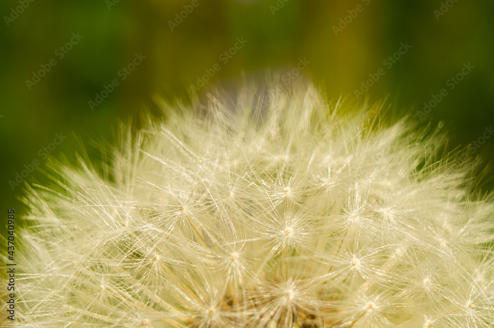 Obraz premium White fluffy round dandelion flower close up. Macro Photo