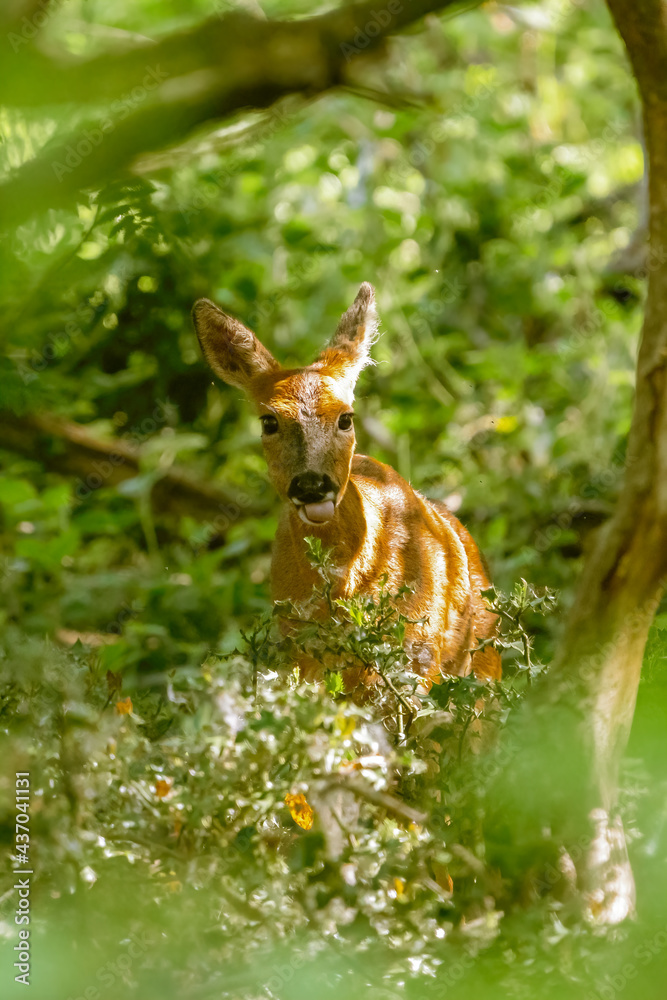 young deer forest