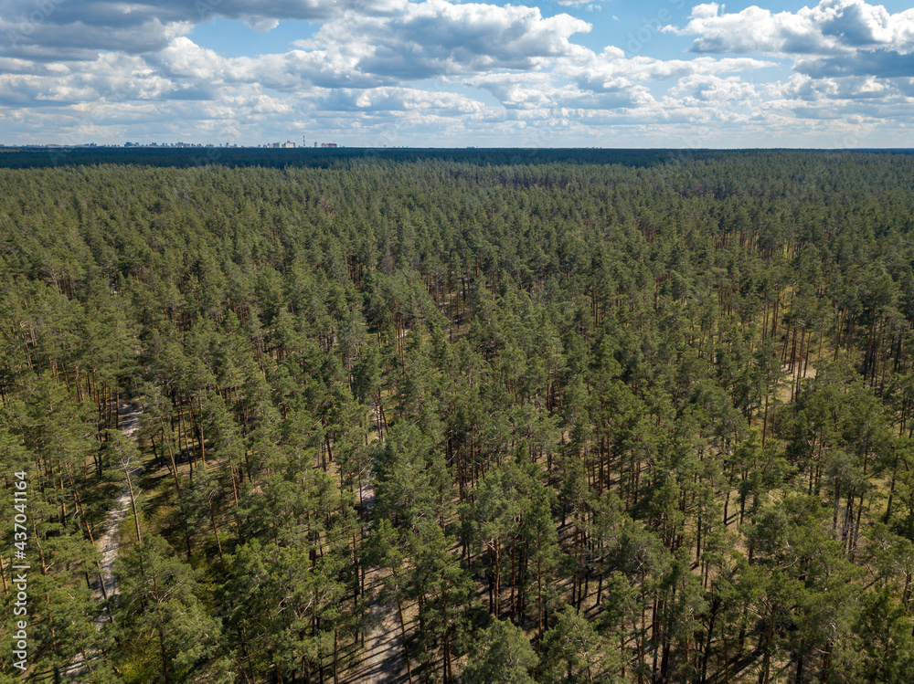 Green forest in spring. Aerial drone view.