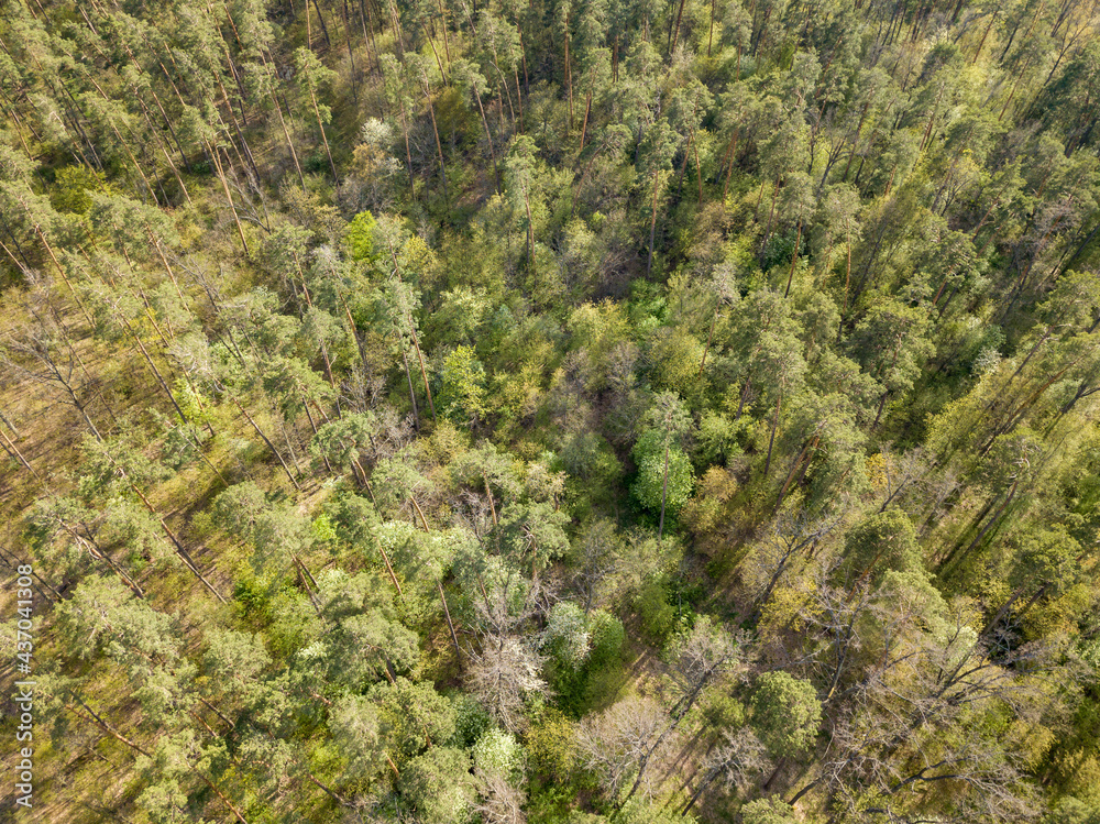 Green forest in spring. Aerial drone view. Green forest in spring. Aerial drone view.