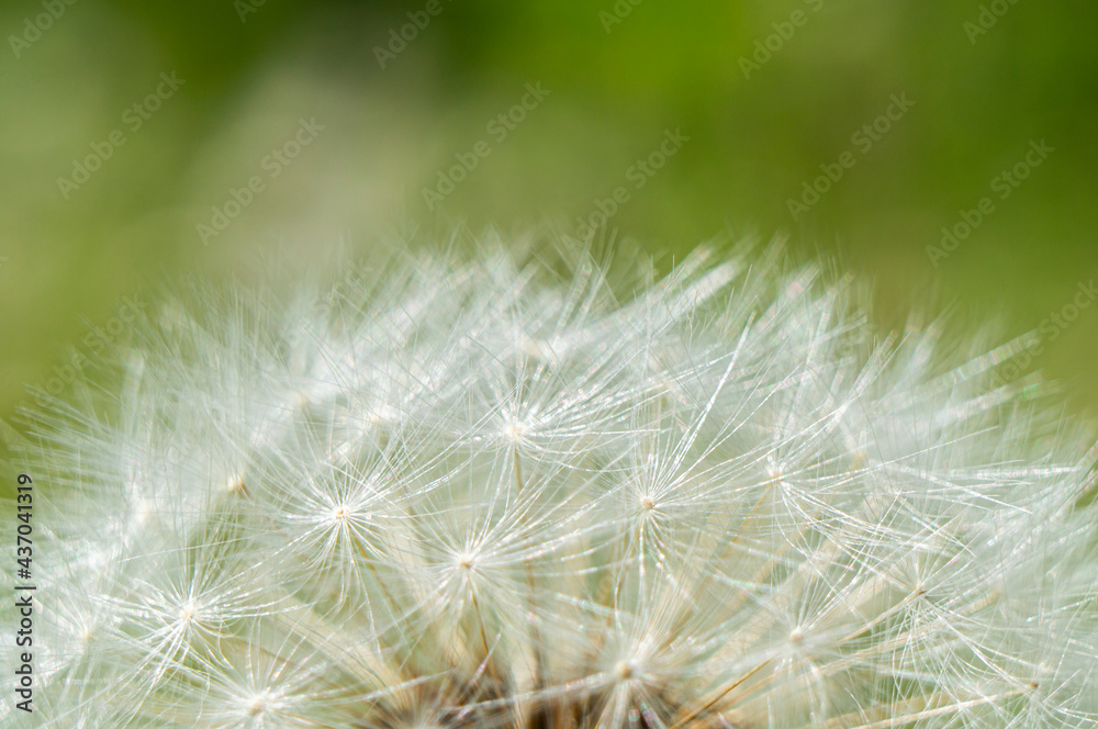 White fluffy round dandelion flower close up. Macro Photo White fluffy round dandelion flower close up. Macro Photo