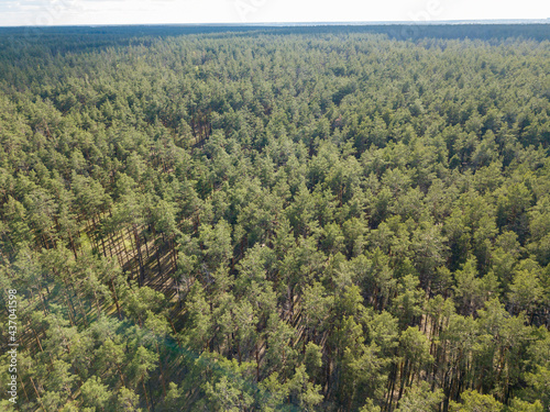 Green forest in spring. Aerial drone view. © Sergey