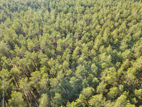 Green forest in spring. Aerial drone view.