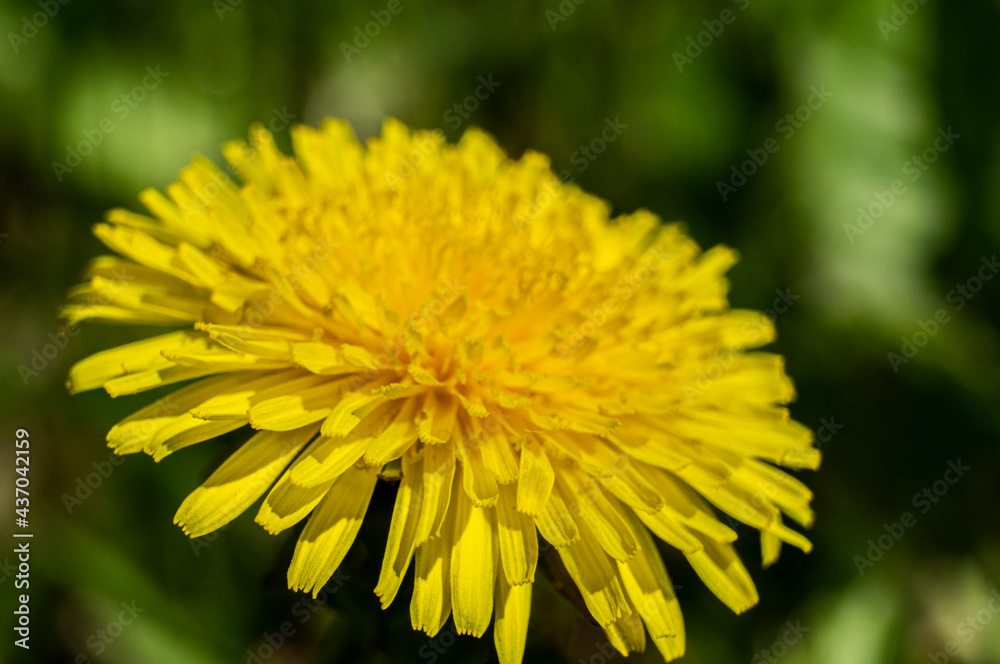 Yellow round dandelion flower close up. Macro Photo Yellow round dandelion flower close up. Macro Photo