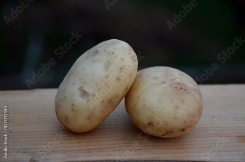 closeup the pair of white brown potato on the brown wooden black background.