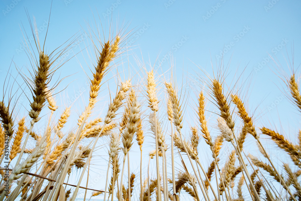 Obraz premium Wheat harvesting in the summer. Golden ear of ripe wheat on the field.