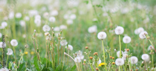 Banner dandelion flower in green grass. Blooming spring meadow. Eco friendly background. Green bokeh. Close-up. Shallow depth of field. Website template.