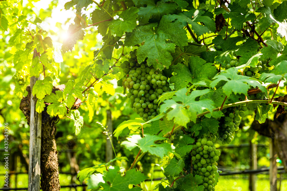Bunch of green grapes hanging on vines inside the vineyard. Bunch of green grapes hanging on vines inside the vineyard.
