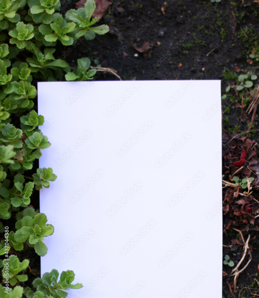 Paper blank on green leaves. Green grass as a frame. Spring border green blossom, top view. Blank template for your text, flat lay. Paper blank on green leaves. Green grass as a frame. Spring border green blossom, top view. Blank template for your text, flat lay.