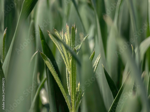 green grass in the field