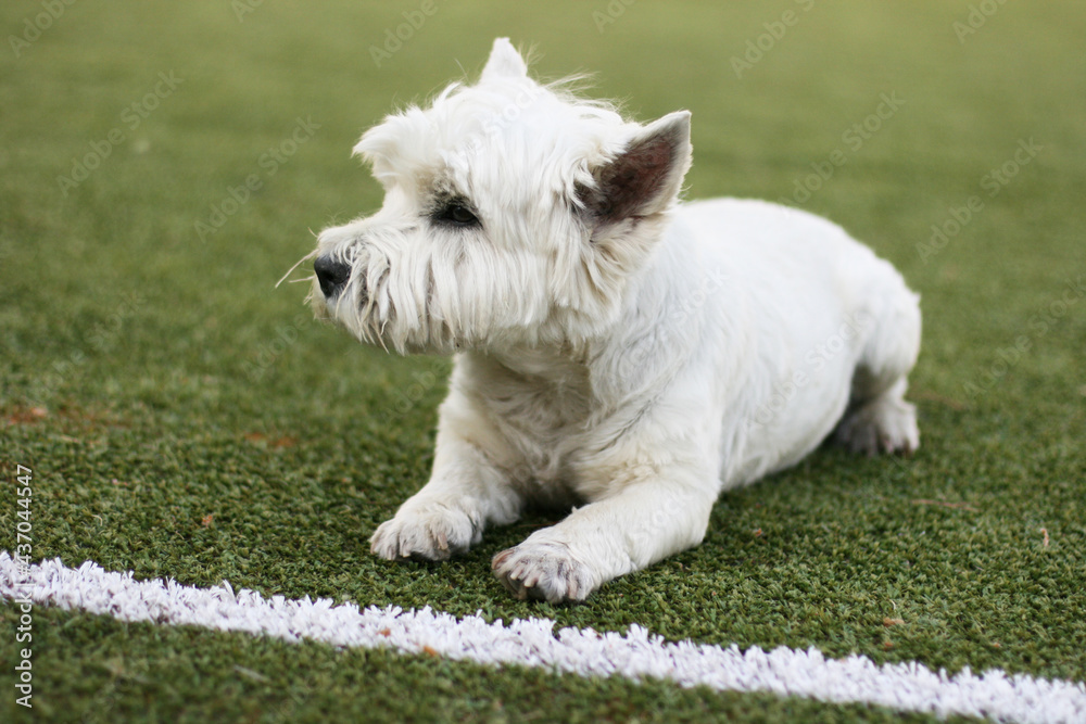 West Highland White Terrier Dog laying on the grass