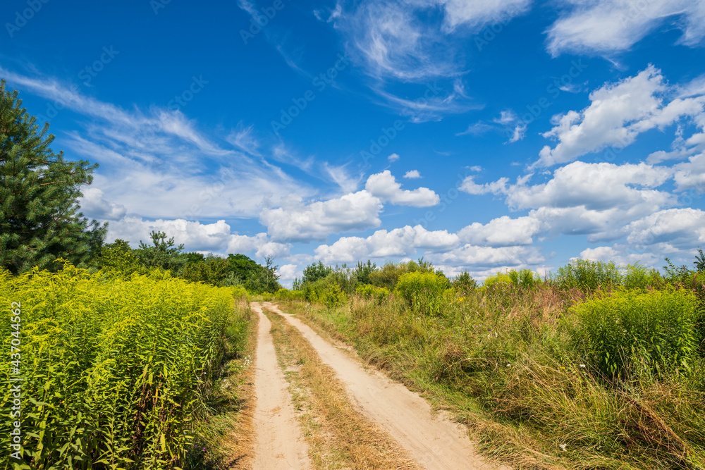 Dirty road through blooming wild grasses and coppices on village outskirts. Sunny, summer day with beautiful picturesque clouds.