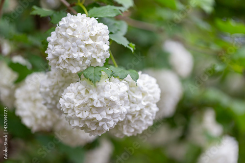 Beautiful white balls of blooming Viburnum opulus Roseum. White Guelder Rose or Viburnum opulus Sterilis, Snowball Bush, European Snowball is a large, decorative deciduous shrub photo