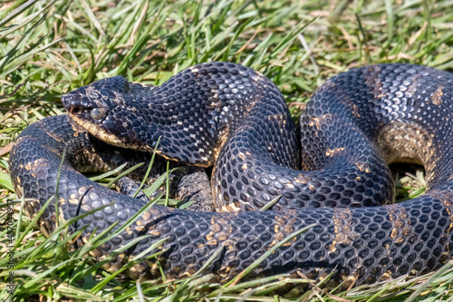 Closeup shot of an eastern hognose snake on a forest floor photo
