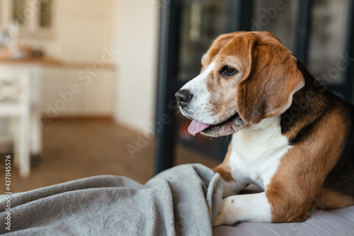 Purebred beagle dog lying on sofa