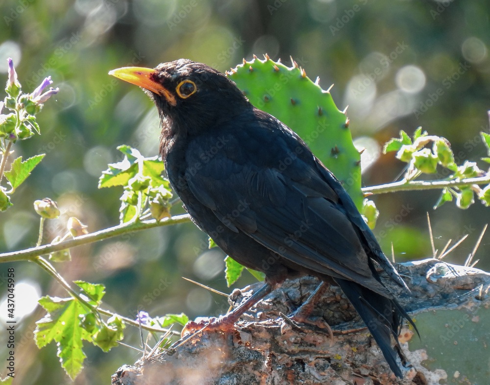 Fototapeta premium The common blackbird