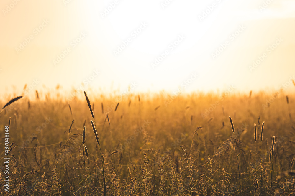 Trawy na leśnej polanie oświetlone wschodzącym słońcem.
