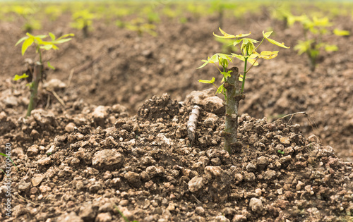 cassava seedlings was planted in rows on the ground
