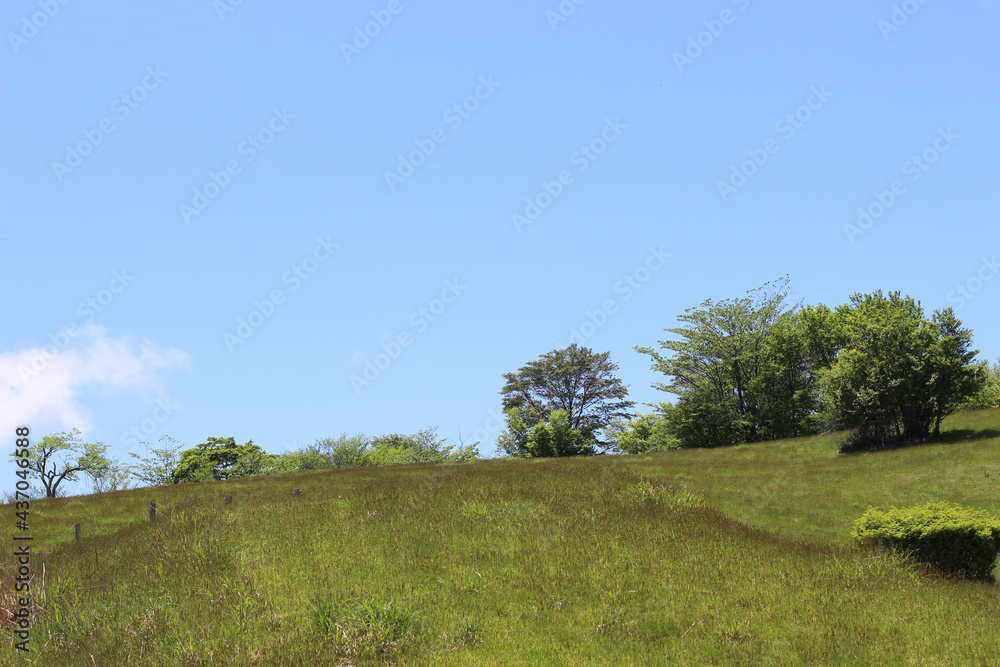 Fototapeta premium 初夏の草原の風景