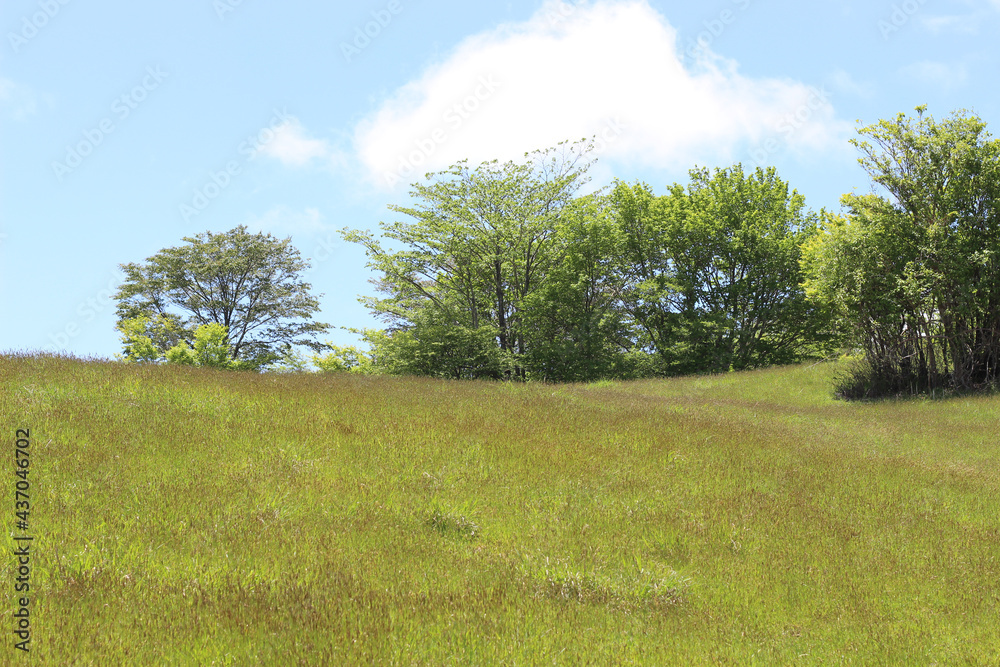 Fototapeta premium 初夏の草原の風景