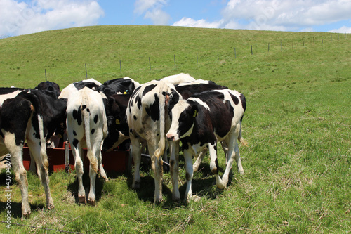 牧場と乳牛