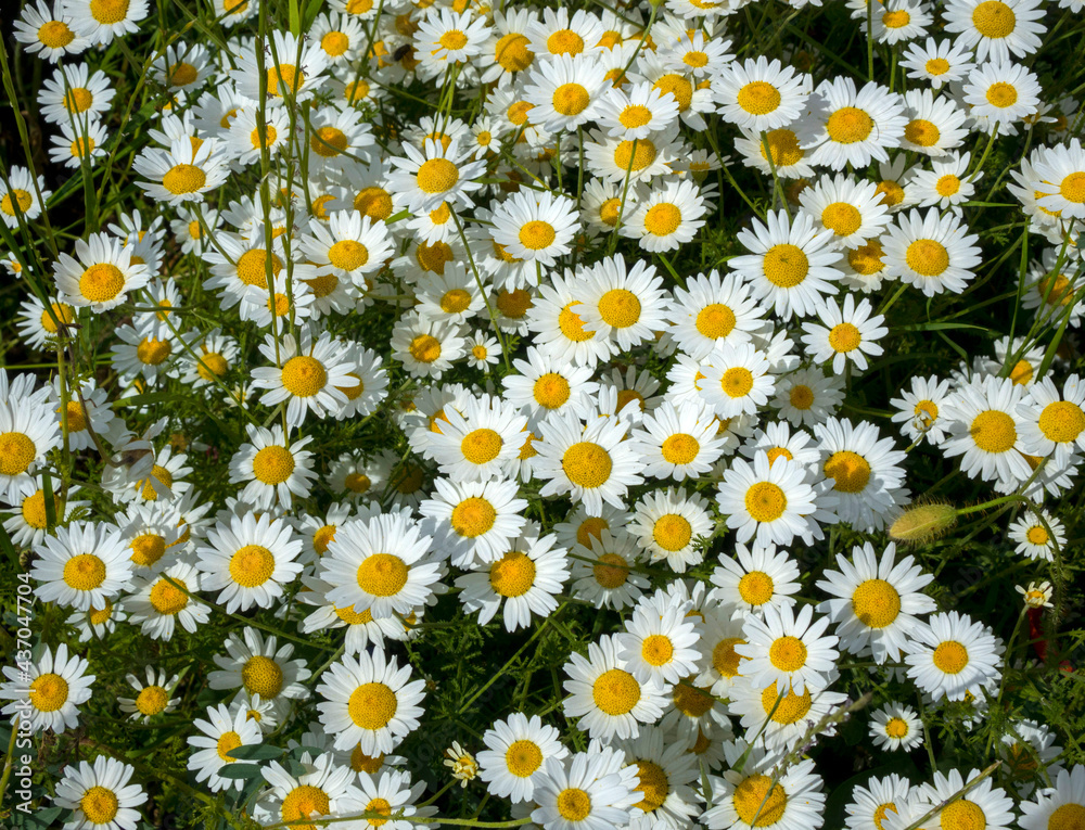 daisies bloomed in the spring in Bulgaria_2 daisies bloomed in the spring in Bulgaria_2