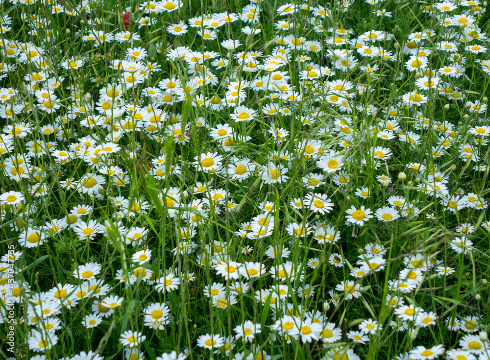 daisies bloomed in the spring in Bulgaria_3