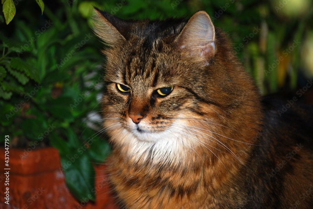 Fototapeta premium Portrait einer hübschen Hauskatze mit halblangem Haar.