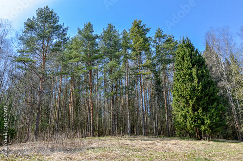 spruce and pine trees on forest meadow in early spring