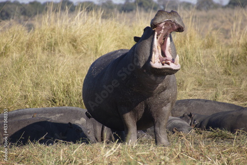 Two Hippopotamus (Hippopotamus amphibius) with mouth wide open. photo