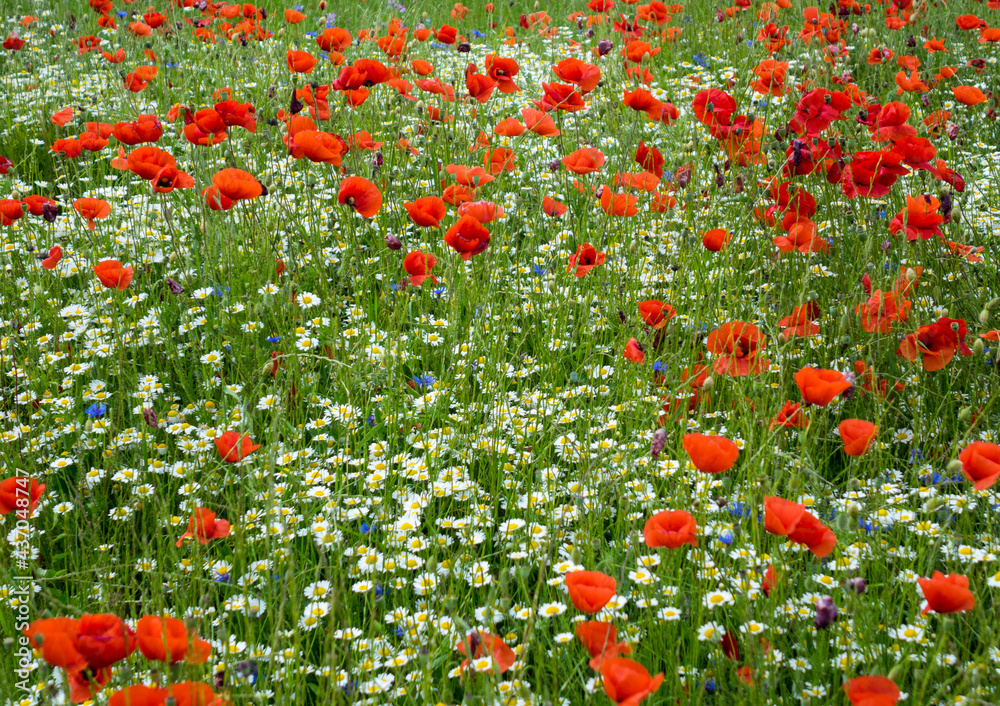 poppies and daisies bloomed in the spring in Bulgaria_6