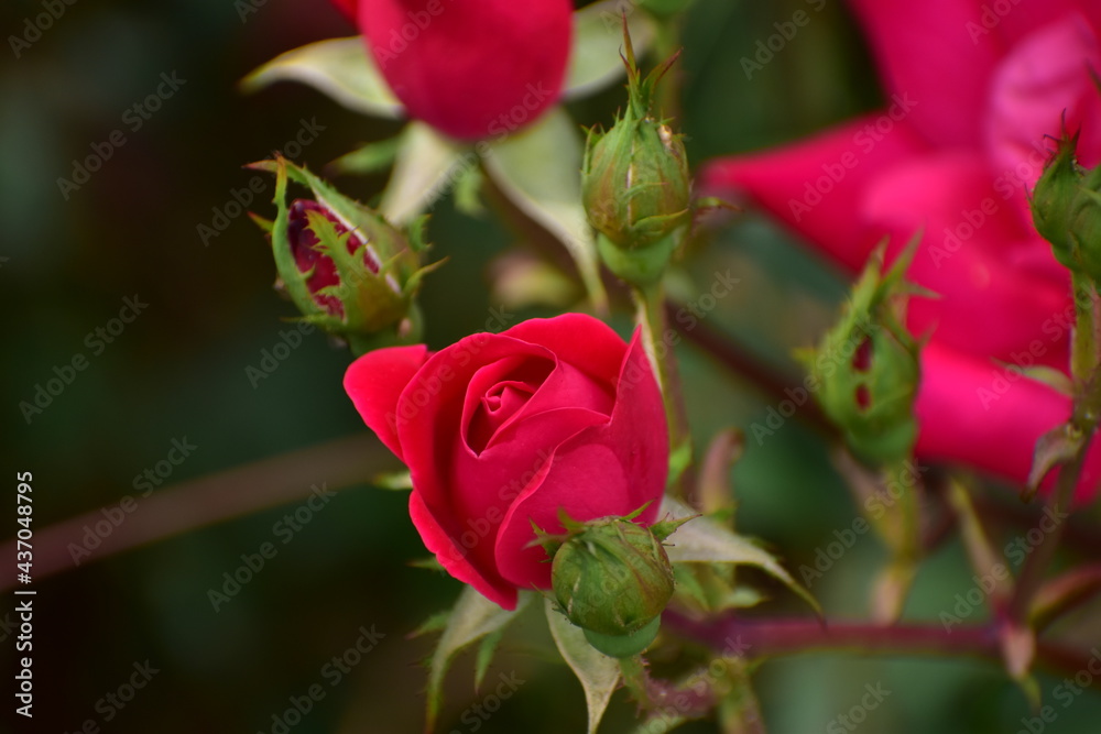 a rose bloom in spring a rose bloom in spring