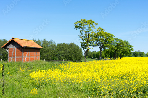 blooming rapeseed fields in Mecklenburg Western Pomerania on a bright summer day