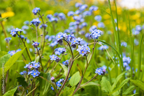 Blue Forget me not flowers in the summer photo