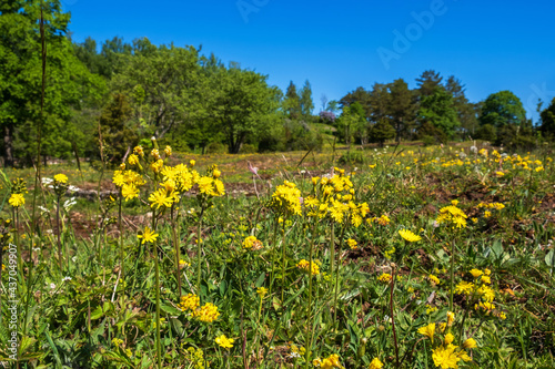 Leafless hawk's-beard flowering on a sunny meadow