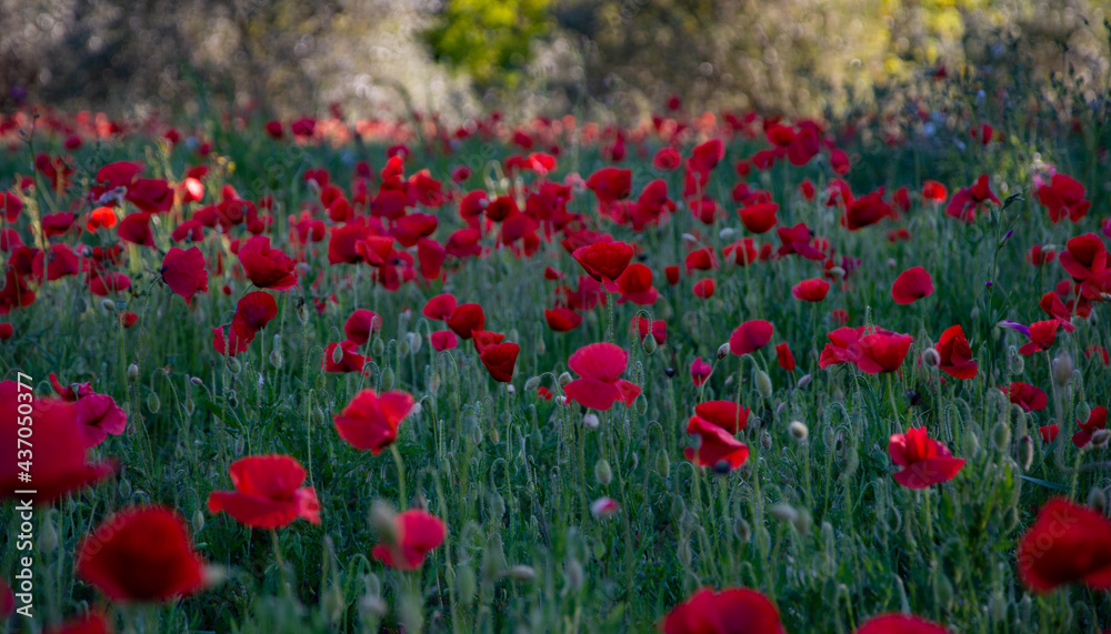 Papaveri Italy