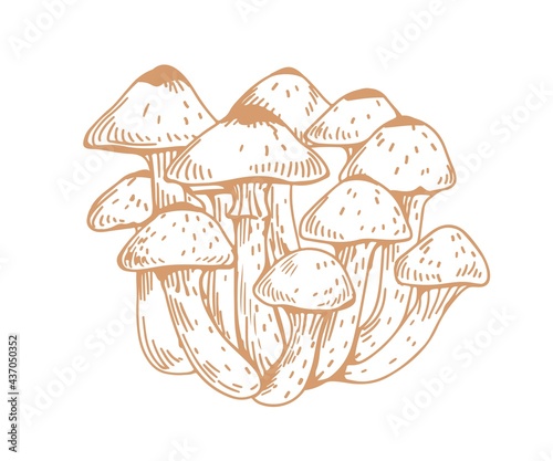 Outlined drawing of Armillaria, honey mushroom, or fungus. Bunch of contoured edible forest fungi. Hand-drawn vector illustration of natural vegan food isolated on white background