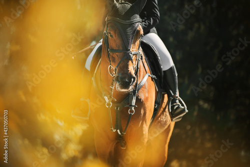 A beautiful bay horse with a rider in the saddle walks on a summer day among the foliage of trees, illuminated by sunlight. Horse riding. Equestrian life.
