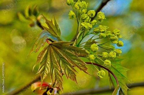 Blooming maple.
In the photo there is a young leaf and green flowers. photo