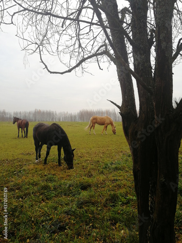 Lonely horses graze in a meadow and eat grass next to a tree on a rainy cloudy fall day.  Mobile phone shooting.  Illustration for the autumn season.