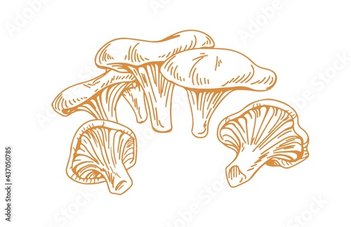 Outlined chanterelles or Cantharellus mushrooms, drawn in vintage style. Engraving drawing of edible wild fungi. Fungus sketch. Contoured vector illustration isolated on white background