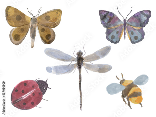 Watercolor splash insect bug moth, butterfly, ladybug, dragonfly, bee Isolated element arrangement on white background