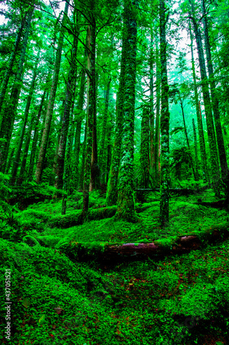 Fototapeta Naklejka Na Ścianę i Meble -  Hoh rain forest nature Mount Rainier National Park in Washington state,USA