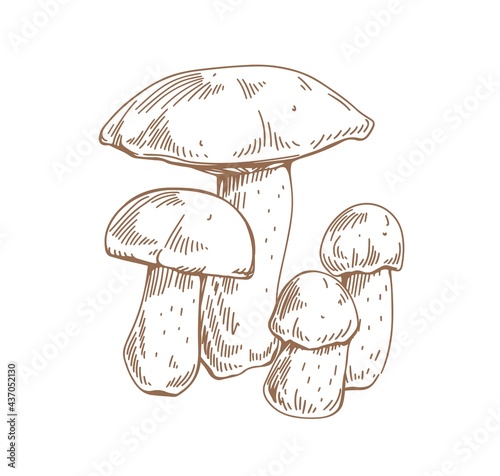 Red-capped scaber stalk mushrooms. Outlined botanical vintage drawing of edible fungi composition. Sketch of forest fungus. Contoured hand-drawn vector illustration isolated on white background